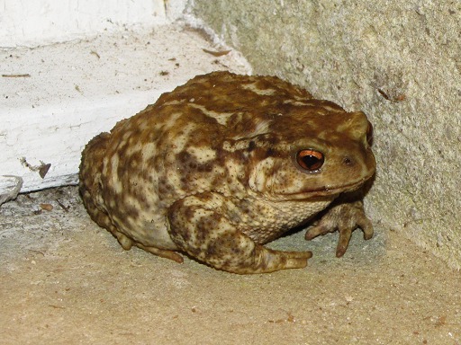 Crapaud
