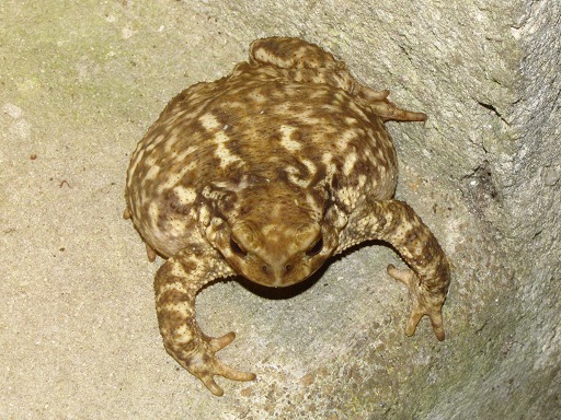 Crapaud