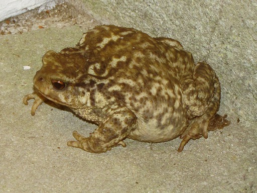 Crapaud