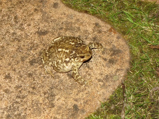 Amphibien: Crapaud