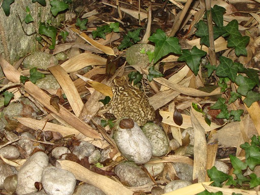 Amphibien: Crapaud