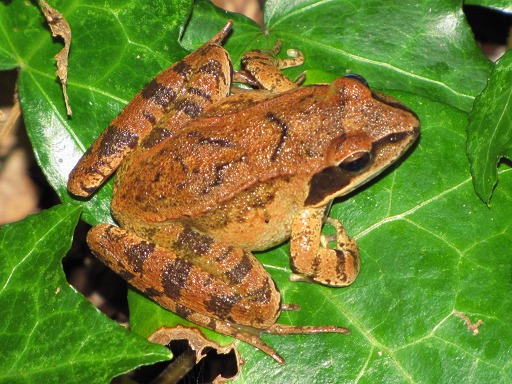 Rainette des bois