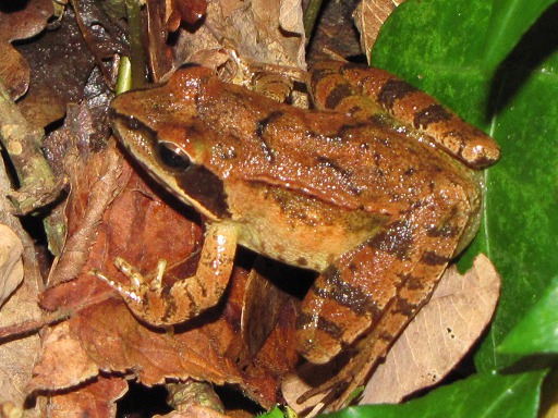 Amphibien: Rainette des bois
