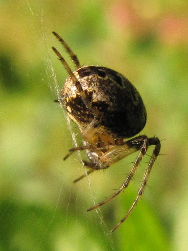 Araigne
