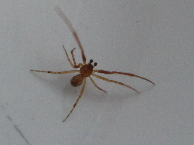 Araignée aux longues jambes