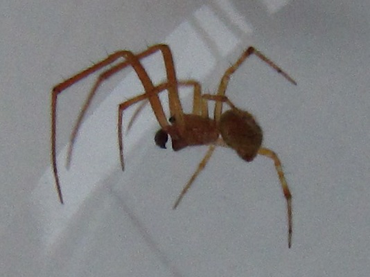 Araignée