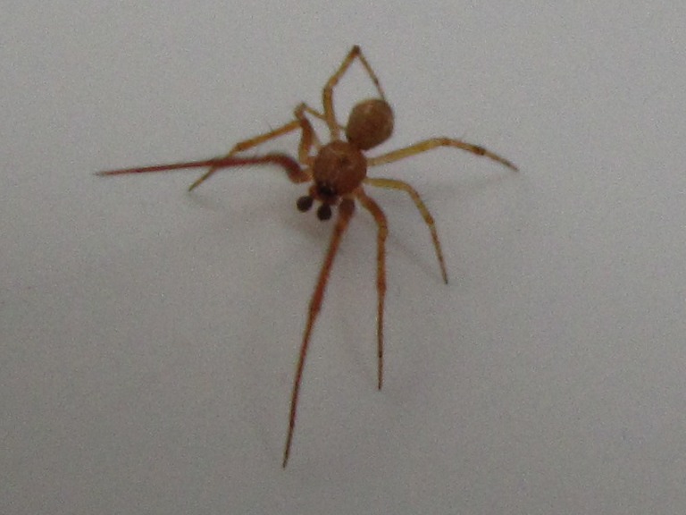 Araigne aux longues jambes