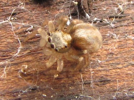 Sitticus pubescens