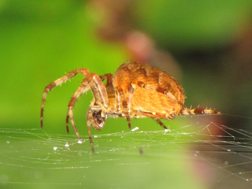 Araignée bedonnate