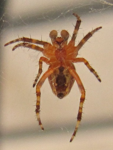 Zygielle des fenêtres (Zygiella x-notata)