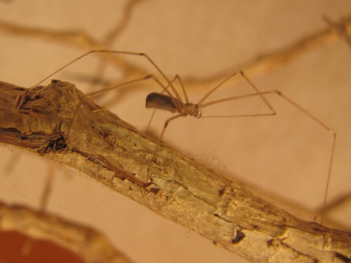 Araigne aux grandes pattes