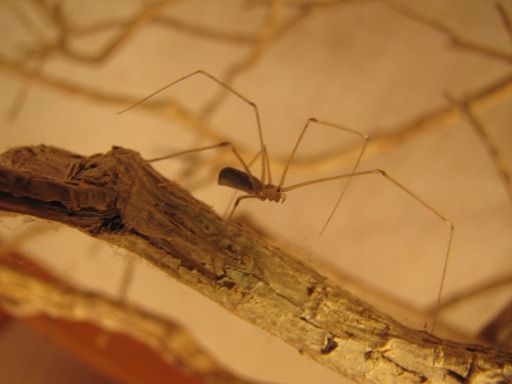 Pholque phalangide (Pholcus phalangioides)