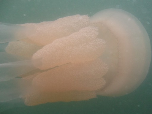 Rhizostoma Octopus (Rhizostomeae)