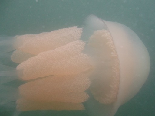 meduse
