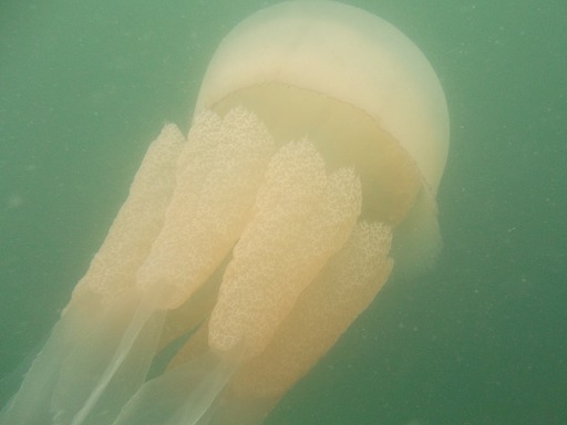Rhizostoma Octopus (Rhizostomeae)