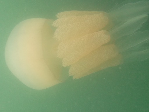Rhizostoma Octopus (Rhizostomeae)