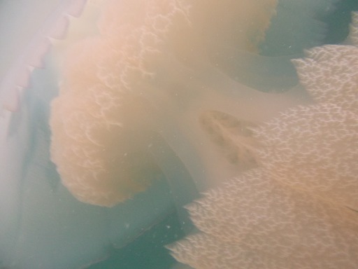 Rhizostoma Octopus (Rhizostomeae)