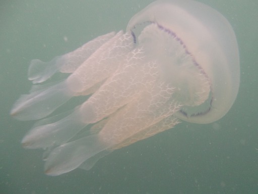 Rhizostoma Octopus (Rhizostomeae)