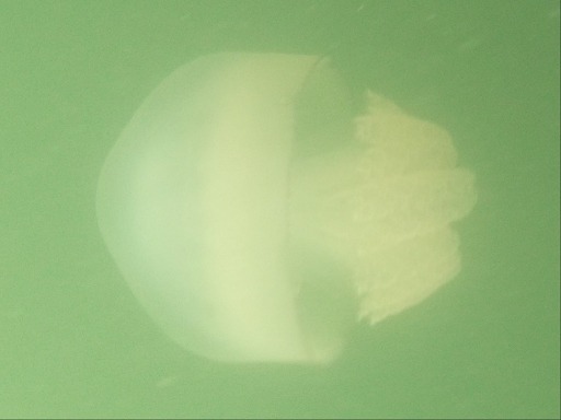 Rhizostoma Octopus (Rhizostomeae)