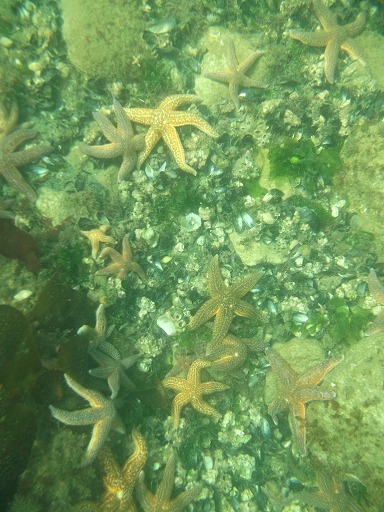Asterias Rubens (Asteriidae)