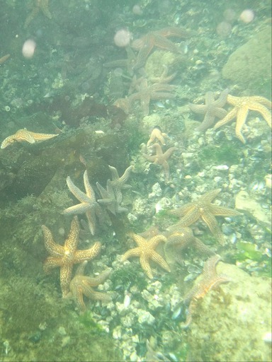 Etoile de mer commune  (Asteriidae)