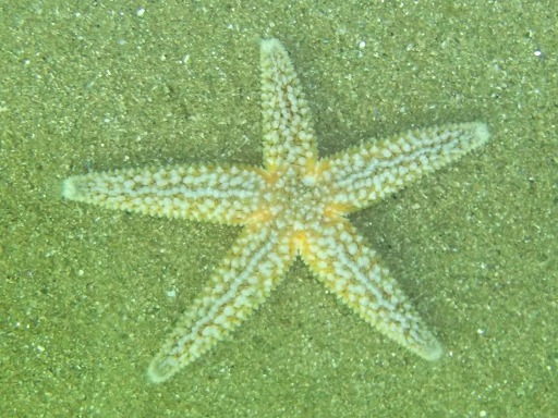 Etoile de mer commune - Asterias Rubens (Asteriidae)
