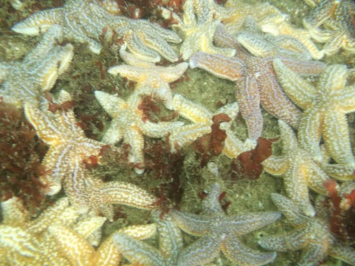 Asterias Rubens (Asteriidae)
