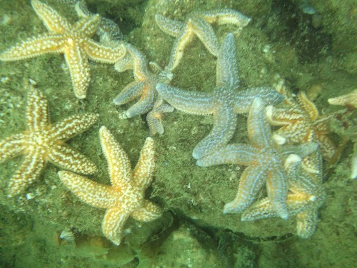 Etoiles de mer communes  (Asteriidae)