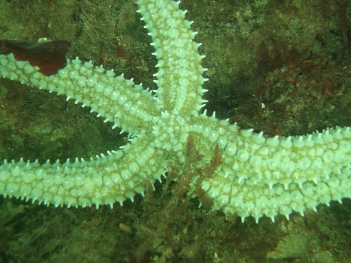 Etoile de mer glaciaire - Marthasterias Glacialis (Asteriidae)