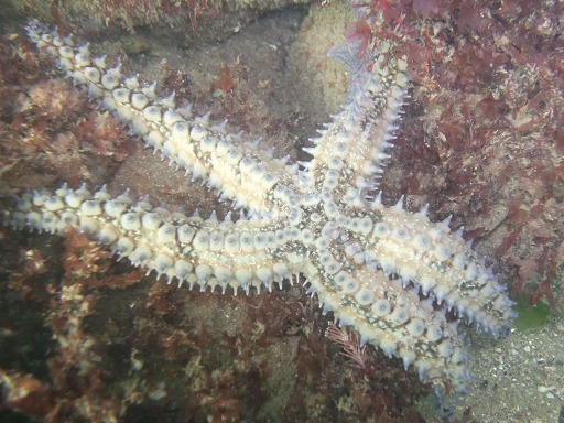 Marthasterias Glacialis (Asteriidae)