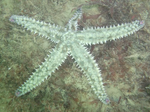 Etoile de mer glaciaire  (Asteriidae)