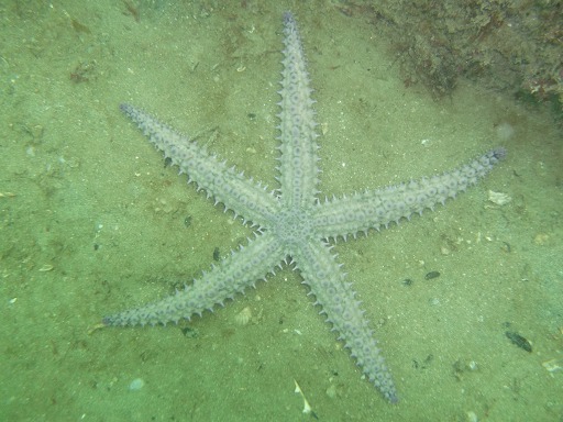 EMarthasterias Glacialis (Asteriidae)