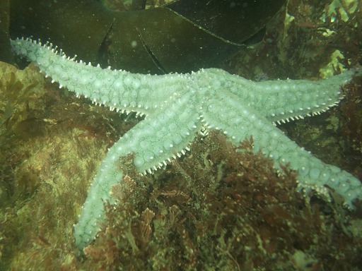 Etoile de mer glaciaire (Asteriidae)