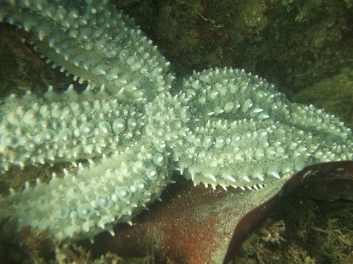 Etoile de mer Marthasterias Glacialis (Asteriidae)