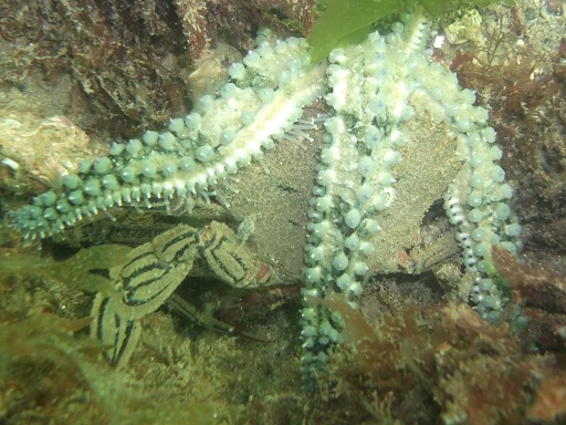 Etoile de mer glaciaire dévorant un crabe