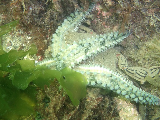 Marthasterias Glacialis dévorant un crabe