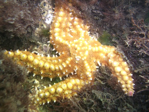 Etoile de mer Marthasterias Glacialis (Asteriidae)