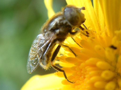 Abeille domestique - Apis mellifica