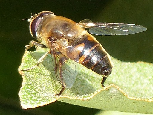 Apis mellifica