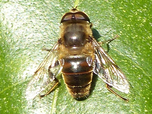 Abeille domestique (Apidae)