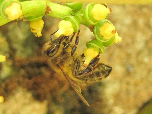 Abeille à culottes