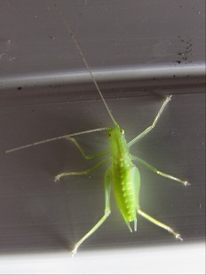 Bebete verte