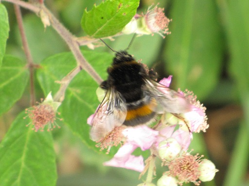 Bombus (Apidae)