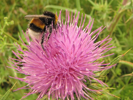 Bourdon - Bombus (Apidae)