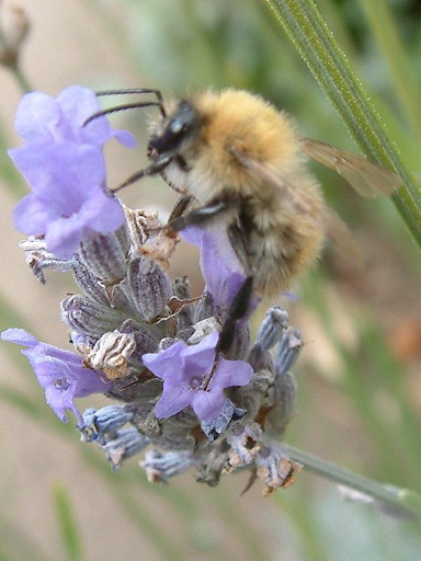 Bourdon des champs