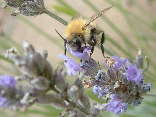 Bombus pascuorum (Apidae)
