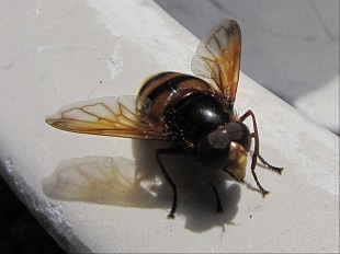 Bourdon des prés