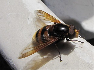 Bombus pratorum (Apidae)