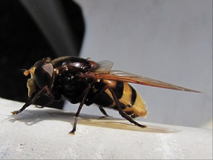 Bourdon des prés