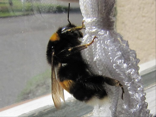 Bourdon terrestre